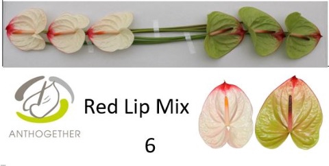 <h4>Anthurium mix red lip</h4>