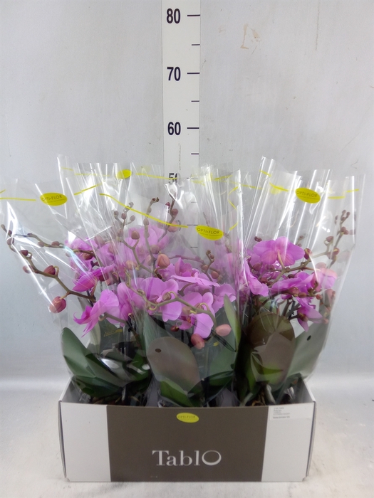<h4>Phalaenopsis ...rose</h4>