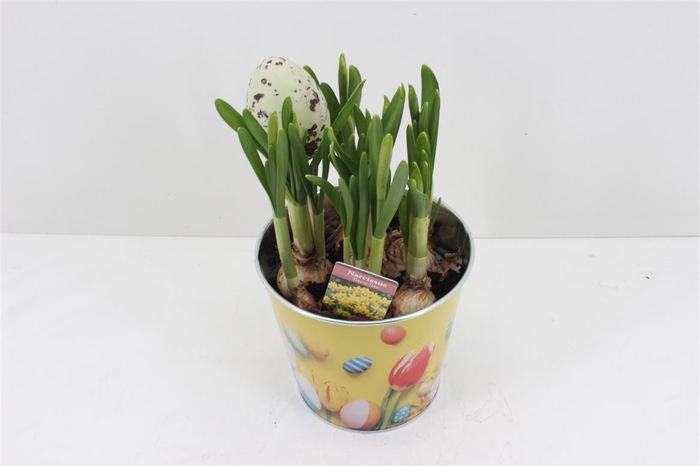 <h4>Boeket Narcis In Pot</h4>