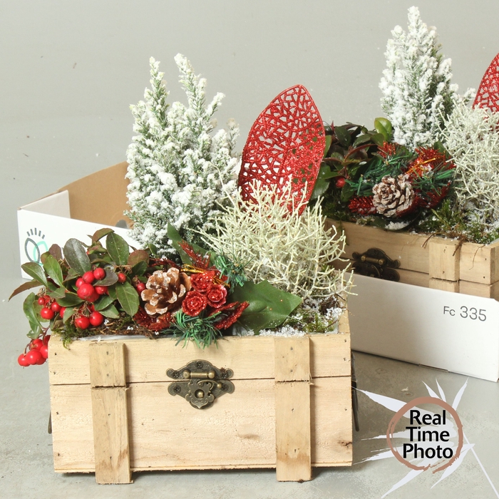<h4>ARR TUINPLANTEN</h4>