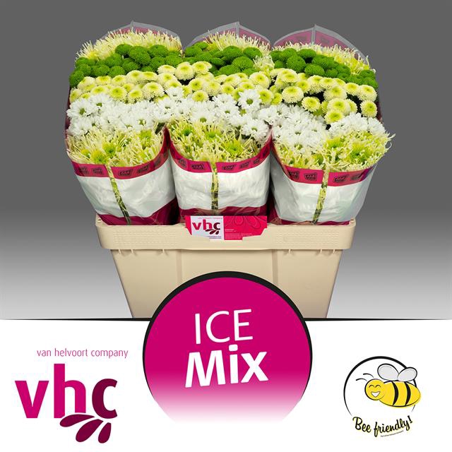 <h4>Chrys sa mix cold (mixbunch)</h4>