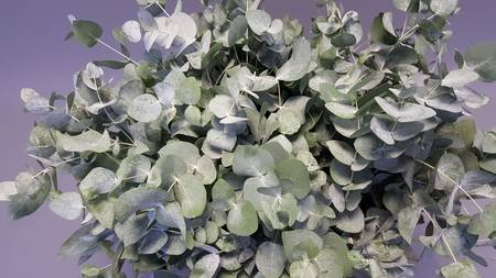 <h4>Leaf eucalyptus cinerea per bunch</h4>