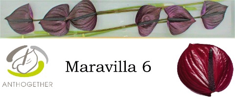 <h4>Anthurium maravilla</h4>