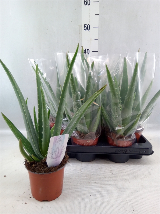 <h4>Aloe Vera</h4>