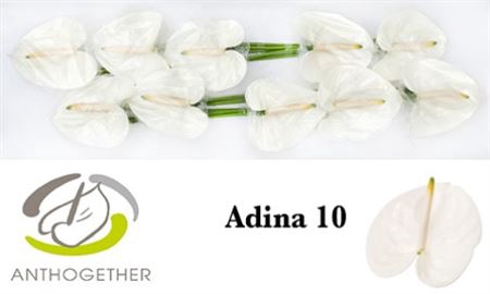 Anth A Adina 10