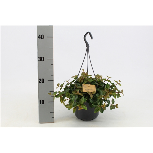 <h4>Peperomia Ang.Rocca Scuro 15cm HP</h4>