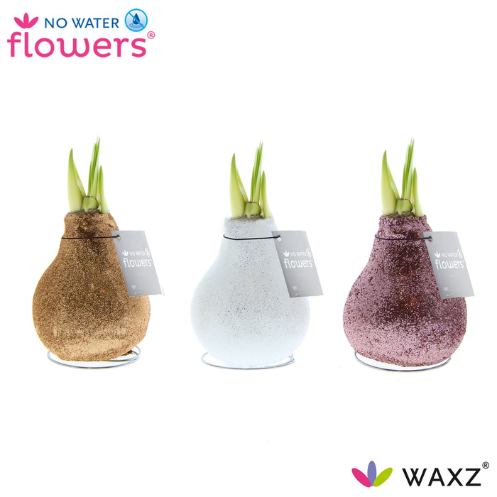 <h4>arr4 Amaryllis VH - Charm mix glitter</h4>