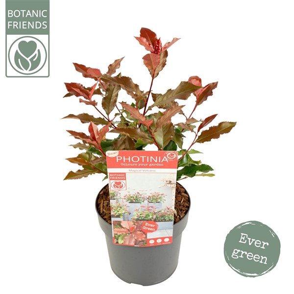 <h4>Photinia 'Magical Volcano' ®</h4>