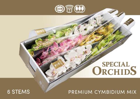 <h4>Cymbidium. mix Special Orchids</h4>