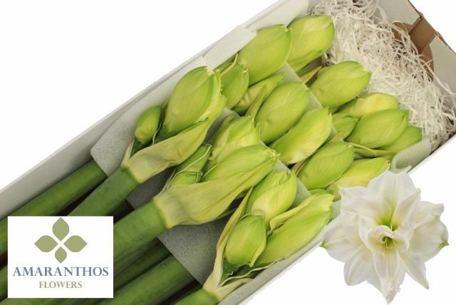 <h4>Hippeastrum double white symphony</h4>