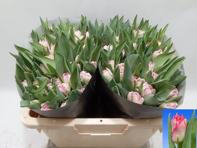 <h4>Tulipa do pink delight</h4>
