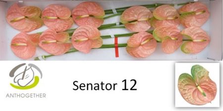 <h4>Anth A Senator 12</h4>