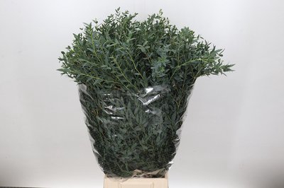 <h4>Leaf eucalyptus parvifolia per bunch</h4>