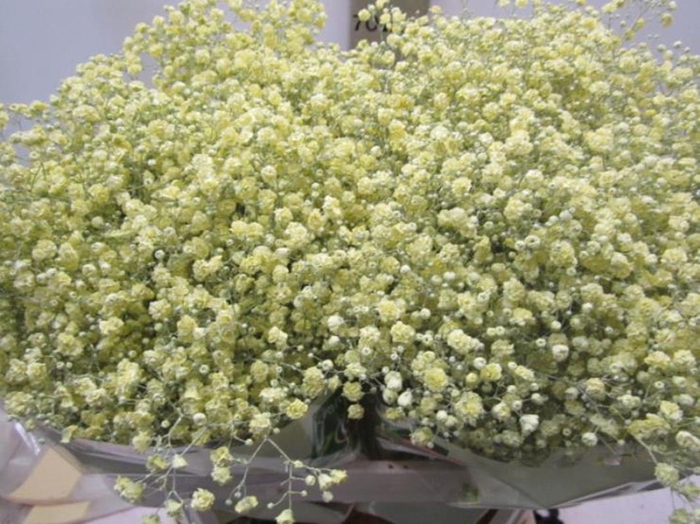 Baby Blue Tinted Gypsophillia Baby's Breath Premium, 70cm