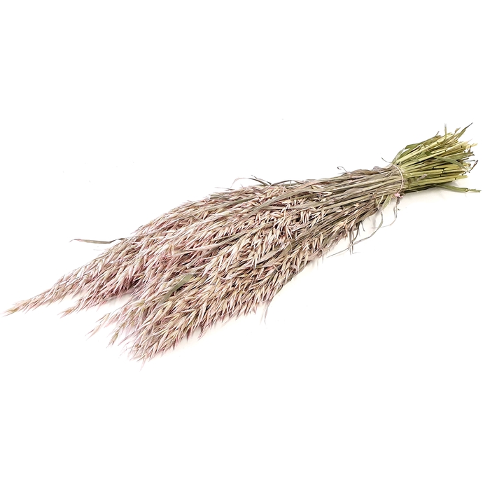<h4>Avena per bunch Frosted Pink</h4>