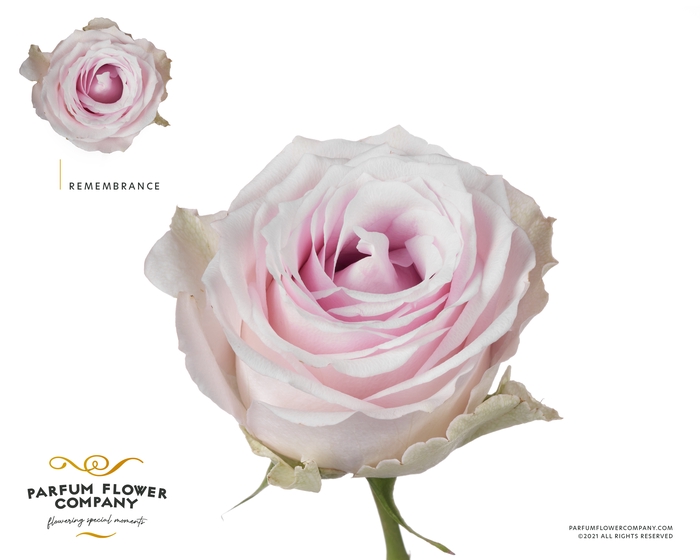 <h4>Rosa Premium Remembrance</h4>