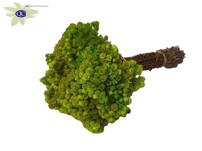 <h4>Immortelle per bunch light green</h4>