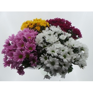Bouquet Mono Chrys x5 mix 60cm
