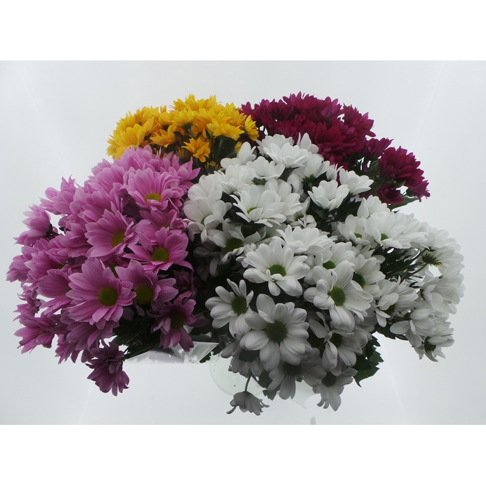<h4>Bouquet Mono Chrys x5 mix 60cm</h4>