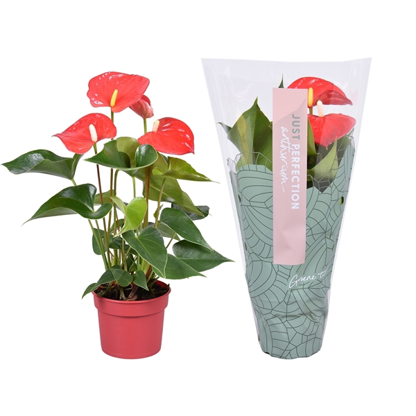 <h4>Anthurium Everio " Just perfection® (XL-Flowers)</h4>