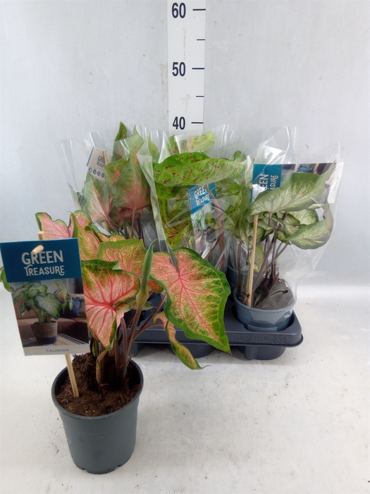 <h4>Caladium ...mix</h4>