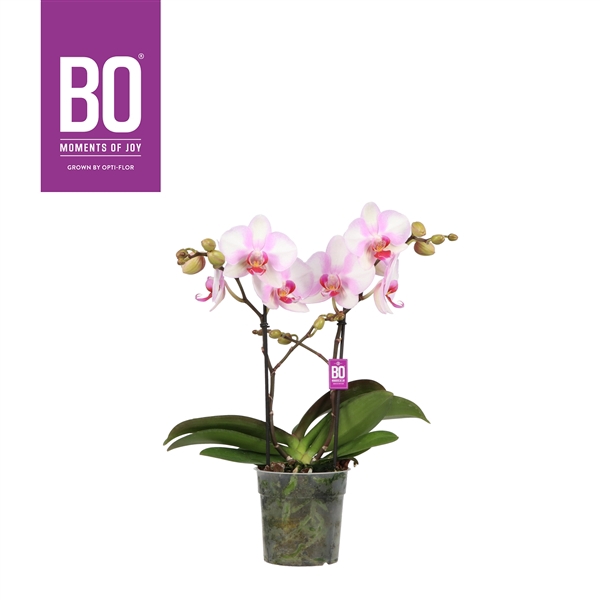<h4>Phal Opti BO Rosa Blush 2 Tak</h4>
