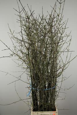 <h4>Cornus Mas</h4>