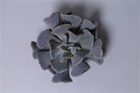 <h4>Echeveria cubic frost cutflower</h4>