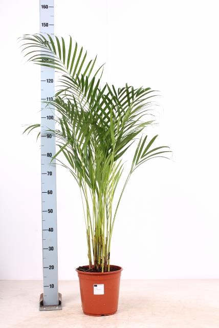<h4>DYPSIS LUTESCENS</h4>