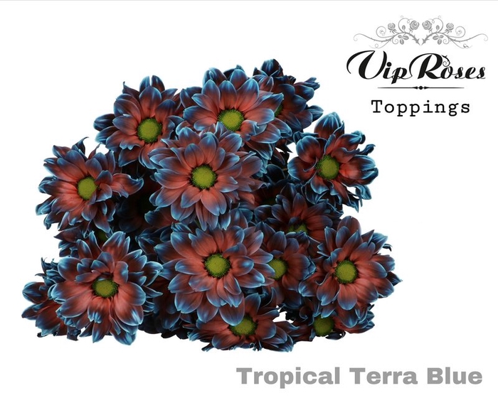 <h4>Chrys sp paint tropical terra blue</h4>