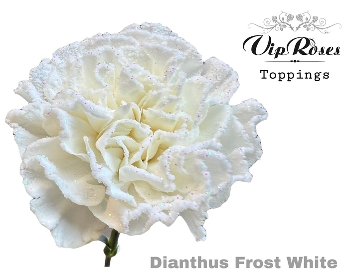 <h4>Dianthus st paint frost white</h4>