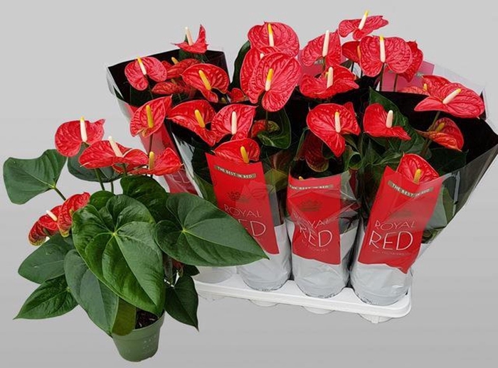 <h4>Anthurium Madural</h4>