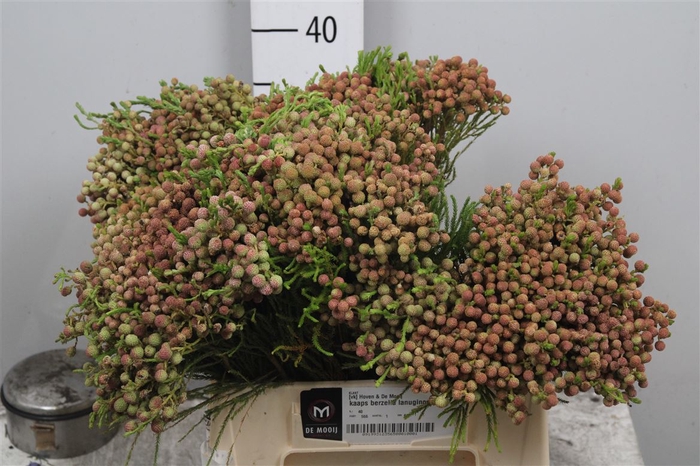 <h4>Kaaps Berzelia Lanuginosa</h4>