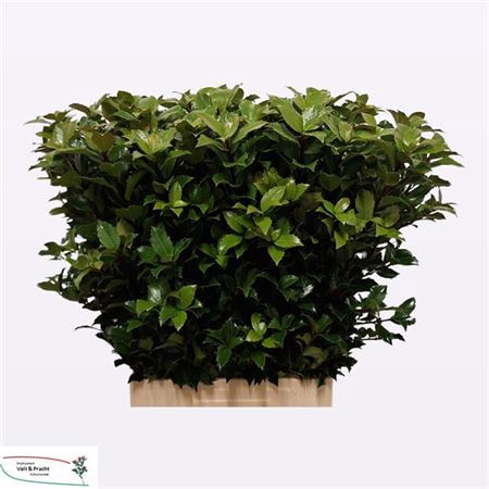 <h4>Ilex X M Bl Fantasy</h4>