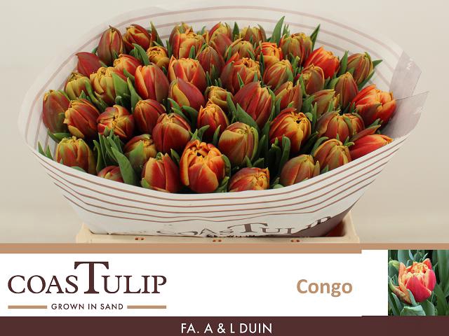 <h4>Tulipa do congo</h4>