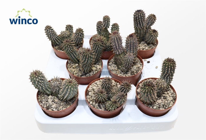 <h4>Cactus Ov</h4>