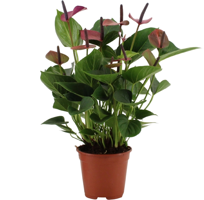 <h4>Anthurium  'Baby Purple'</h4>