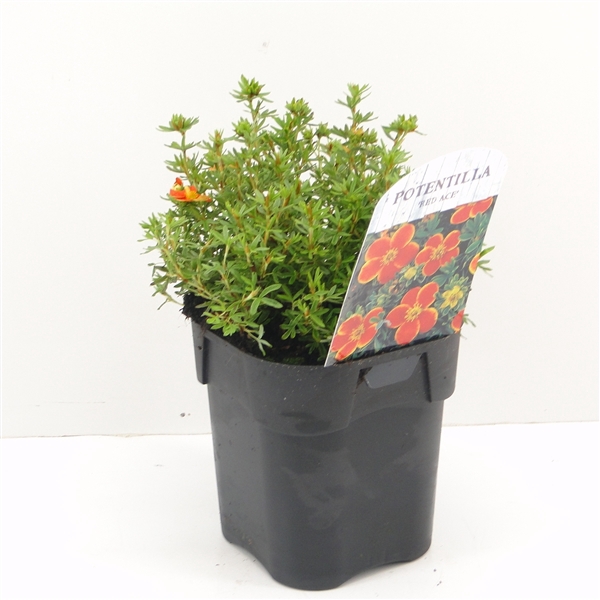 <h4>Potentilla frut. Red Ace</h4>
