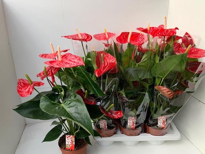 <h4>Anthurium (Andreanum Grp) Idaho</h4>