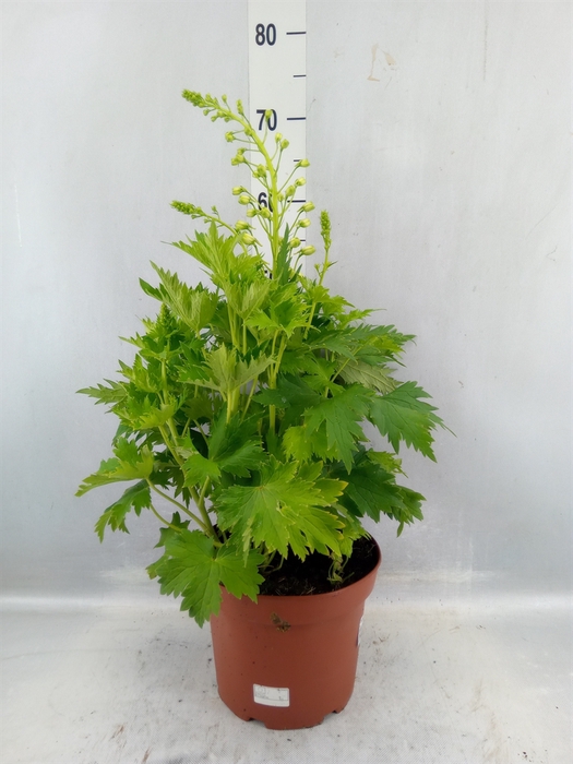 <h4>Delphinium ...</h4>