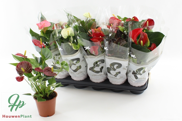 PP Flowers Webshop