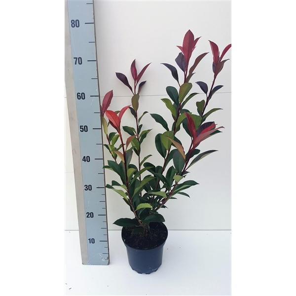 <h4>Photinia fraseri 'Carre Rouge'</h4>