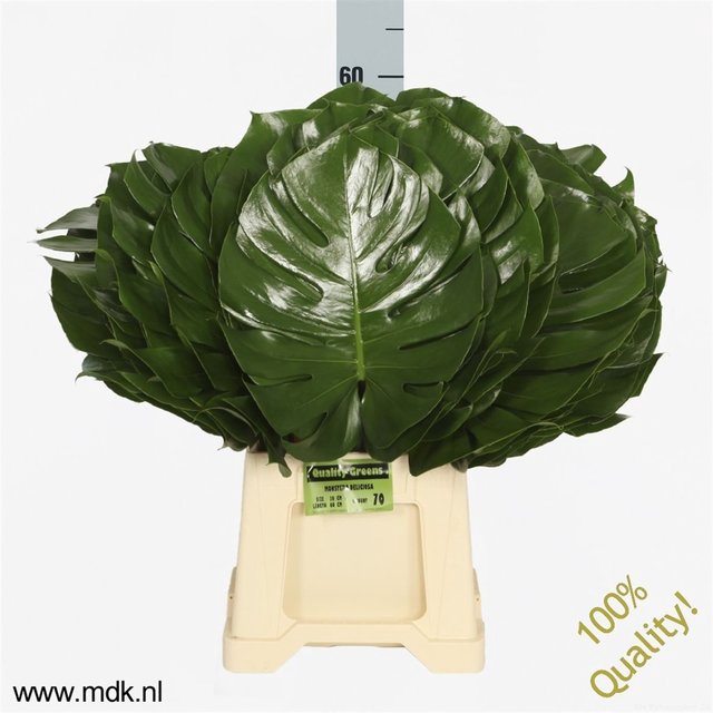 <h4>Leaf monstera</h4>