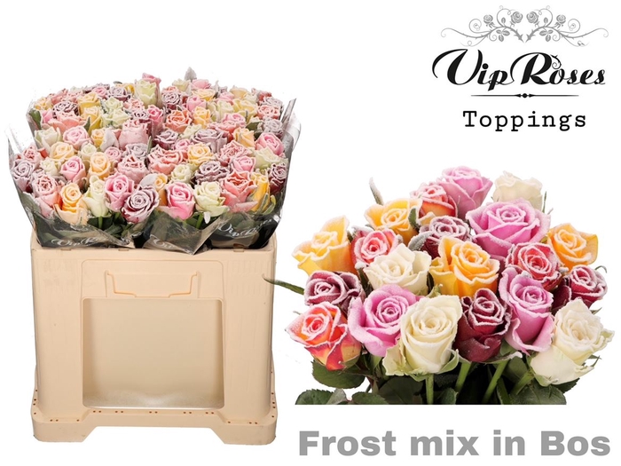 <h4>R Gr Vip Frost Mix In Bos</h4>