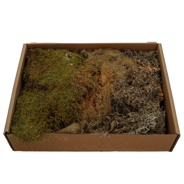 <h4>Droogdeco Mos mix 500g</h4>