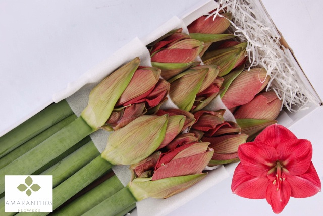 <h4>Hippeastrum hercules</h4>