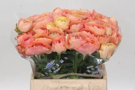 <h4>Ranunculus clooney grand pastel</h4>