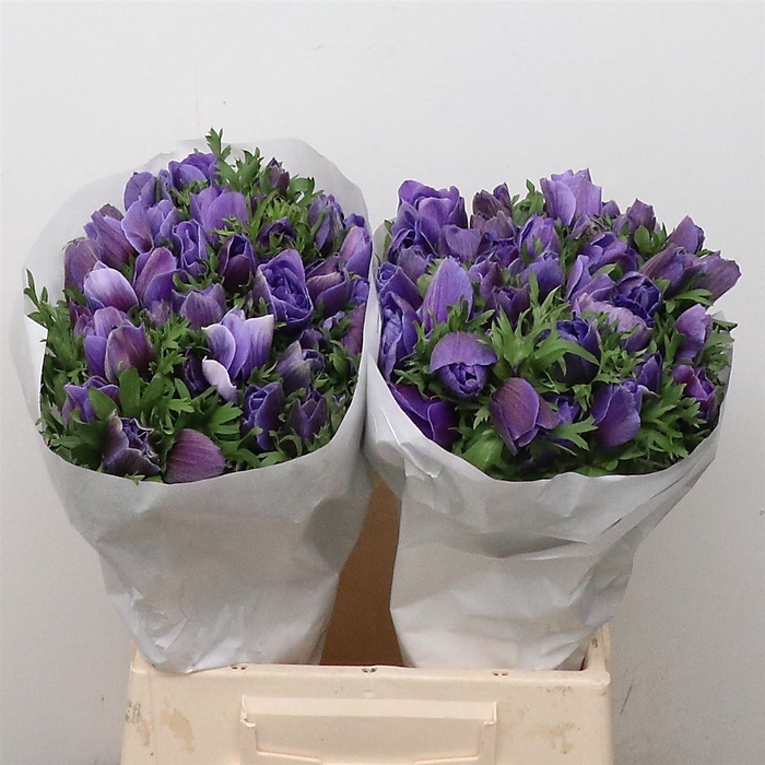 <h4>Anemone mistral plus blue</h4>
