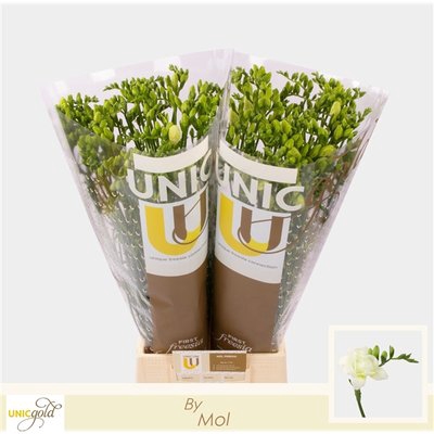 <h4>Freesia do volante</h4>