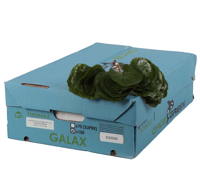 <h4>Galax Orca AIR</h4>
